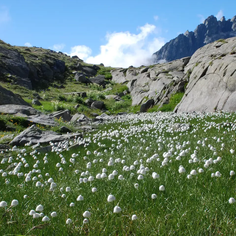 Paesaggio di montagna con un ampio prato verde e maestose vette delle Dolomiti sullo sfondo.